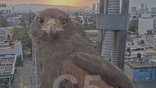 VIDEO: Momento mágico en CDMX, águila mira directo a cámara del C5