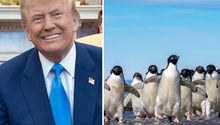 Trump impone aranceles a islas habitadas solo por pingüinos y focas