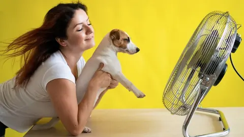 ¿Cómo proteger a tus mascotas ante la temporada de calor?