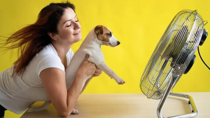 ¿Cómo proteger a tus mascotas ante la temporada de calor?
