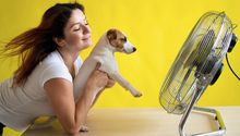 ¿Cómo proteger a tus mascotas ante la temporada de calor?