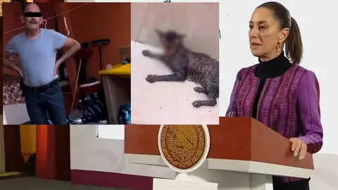 Piden justicia por caso de maltrato animal en Tabasco, Claudia Sheinbaum va por ley secundaria