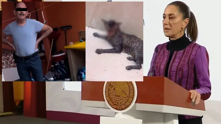 Piden justicia por caso de maltrato animal en Tabasco, Claudia Sheinbaum va por ley secundaria