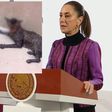 Piden justicia por caso de maltrato animal en Tabasco, Claudia Sheinbaum va por ley secundaria