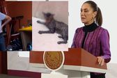 Piden justicia por caso de maltrato animal en Tabasco, Claudia Sheinbaum va por ley secundaria