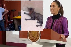 Piden justicia por caso de maltrato animal en Tabasco, Claudia Sheinbaum va por ley secundaria