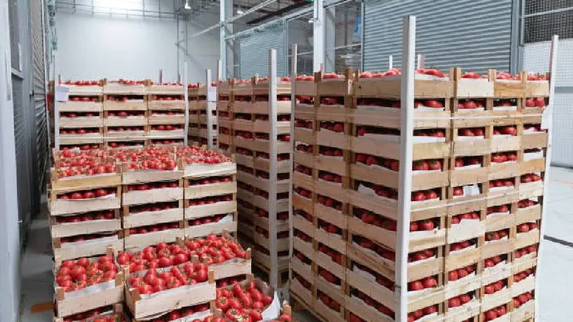 ¿Cuántas toneladas de tomate mexicano se exportan a Estados Unidos? Pagarán 20.91% de aranceles