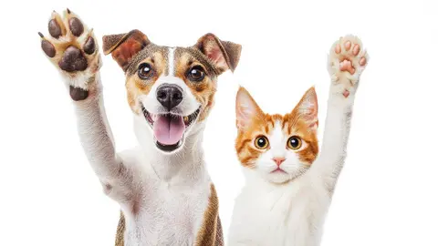 Adoptatón 2025 en CDMX: Te decimos cuándo y dónde podrás adoptar perros y gatos