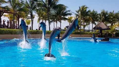 ¿México prohibirá espectáculos con delfines? Esto dice Profepa