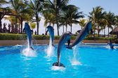 ¿México prohibirá espectáculos con delfines? Esto dice Profepa