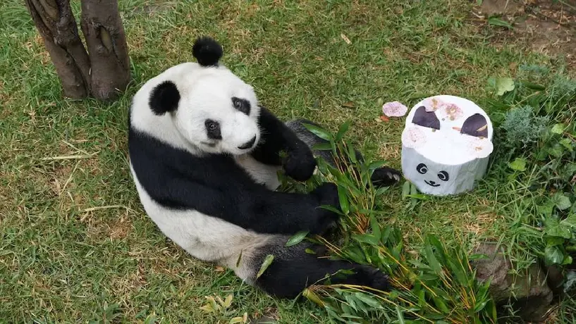 Xin Xin cumple 35 años y lanzan concurso para celebrar a la última panda gigante de México