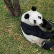 Xin Xin cumple 35 años y lanzan concurso para celebrar a la última panda gigante de México