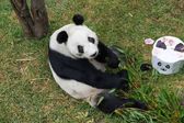 Xin Xin cumple 35 años y lanzan concurso para celebrar a la última panda gigante de México
