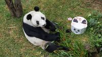Xin Xin cumple 35 años y lanzan concurso para celebrar a la última panda gigante de México