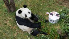 Xin Xin cumple 35 años y lanzan concurso para celebrar a la última panda gigante de México