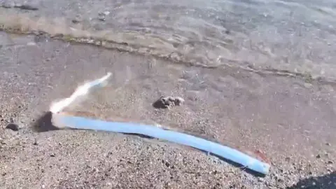 Pez remo, conocido como el ‘pez del fin del mundo’, aparece en playa de México