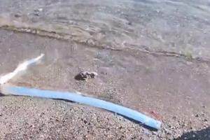 Pez remo, conocido como el ‘pez del fin del mundo’, aparece en playa de México