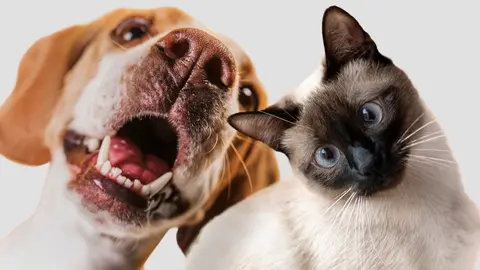 ¿Petco México rompe récord! Llega a la adopción 100 mil