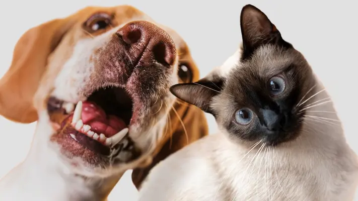 ¿Petco México rompe récord! Llega a la adopción 100 mil