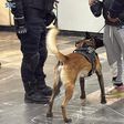 Pinchazos en el Metro: Perros antidrogas estarán vigilando a los pasajeros