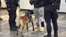 Pinchazos en el Metro: Perros antidrogas estarán vigilando a los pasajeros