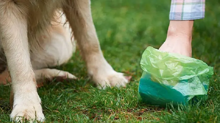 ¿Hay multa por no levantar las heces de tu mascota en la calle?