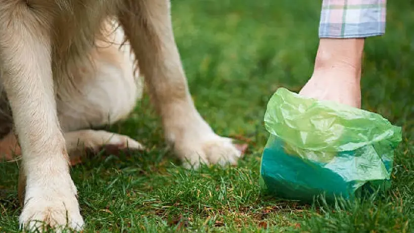 ¿Hay multa por no levantar las heces de tu mascota en la calle?