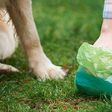 ¿Hay multa por no levantar las heces de tu mascota en la calle?