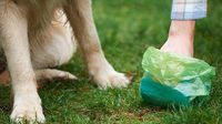 ¿Hay multa por no levantar las heces de tu mascota en la calle?