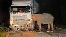 Una madre elefanta permanece junto al camión que atropelló a su cría en Malasia