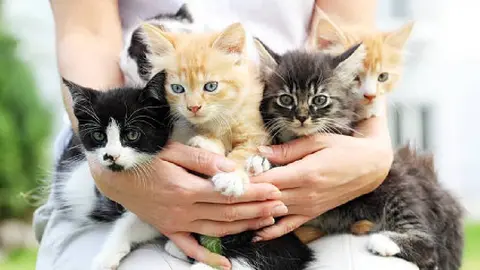 Día Mundial del Gato 2025: ¿Por qué se celebra tres veces al año a estos felinos?