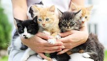 Día Mundial del Gato 2025: ¿Por qué se celebra tres veces al año a estos felinos?