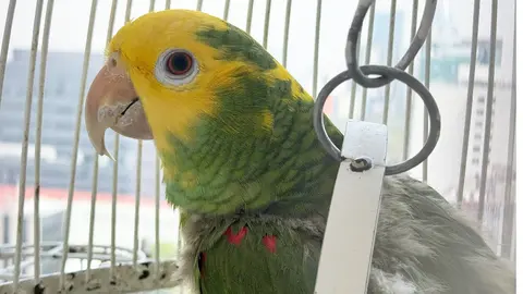 ¿Te pueden multar por tener loros o pericos como mascota? Esto sabemos