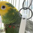 ¿Te pueden multar por tener loros o pericos como mascota? Esto sabemos