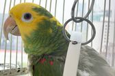 ¿Te pueden multar por tener loros o pericos como mascota? Esto sabemos