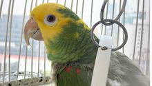 ¿Te pueden multar por tener loros o pericos como mascota? Esto sabemos