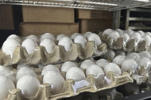 Turquía envía más de 15 mil toneladas de huevos a Estados Unidos tras brote de gripe aviar y escasez del producto