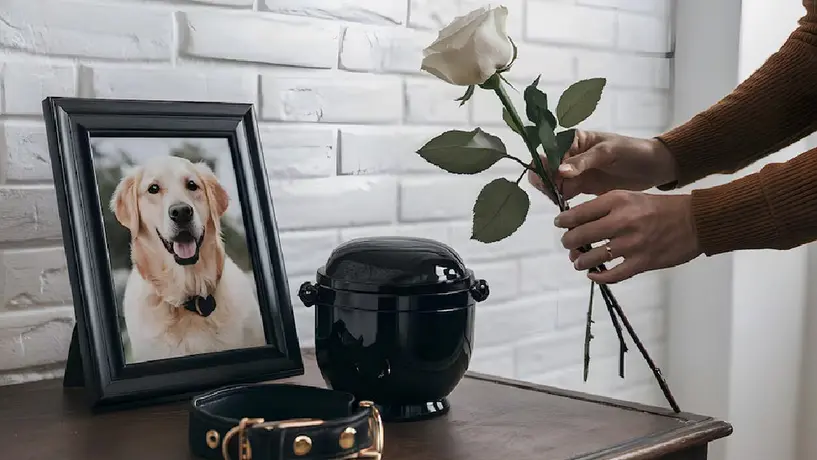 Descanso obligatorio de hasta 7 días si pierdes un familiar o mascota ¡Conoce esta iniciativa!