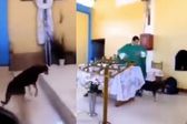 VIDEO: Sacerdote patea a lomito en plena misa ¡Qué Dios te perdone!