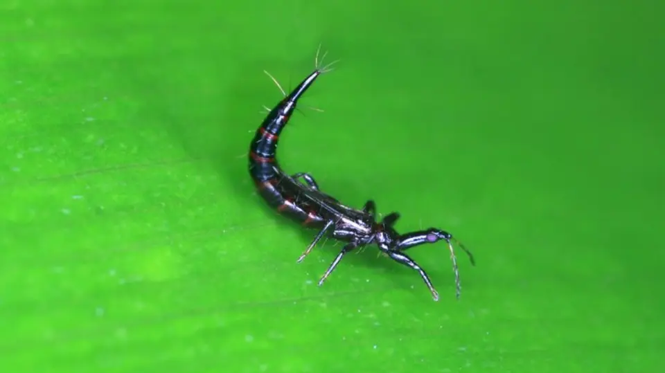 Habitantes de distintas zonas de la capital reportan la presencia de pequeños insectos negros en calles y espacios públicos. / Universo Palmeras