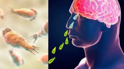 Detectan ameba “comecerebros” en seis lagos de Yucatán, prohíben contacto con el agua
