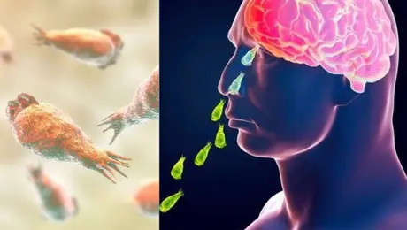 Detectan ameba “comecerebros” en seis lagos de Yucatán, prohíben contacto con el agua
