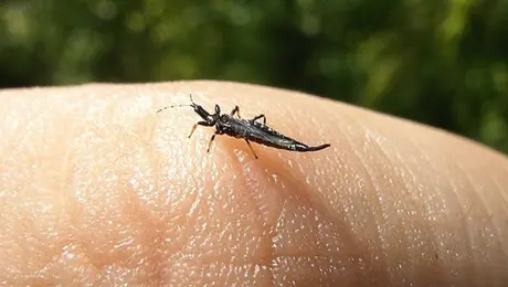 Trips en CDMX: ¿son peligrosos los bichitos negros que aparecen en calles y parques?