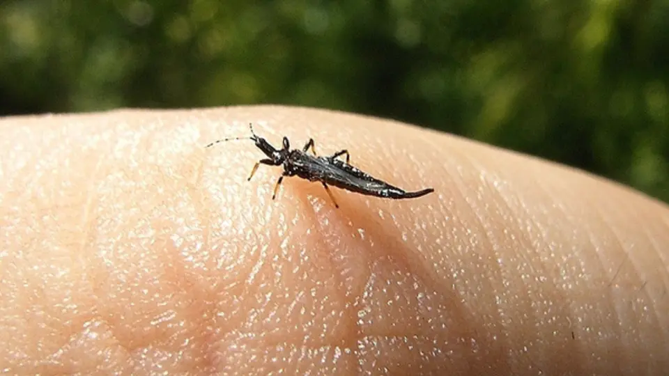 Trips en CDMX: ¿son peligrosos los bichitos negros que aparecen en calles y parques?