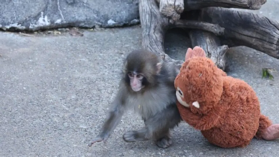 El macaco Punch se volvió viral en internet por su historia y recientemente fue visto junto a Aiko./ X