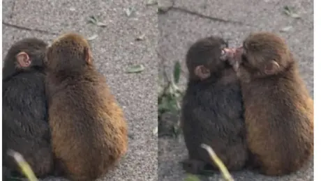 Monito Punch ya tiene novia: Aiko, la macaca que ahora lo acompaña