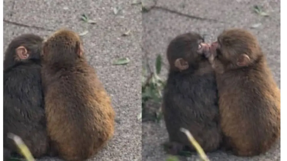 Monito Punch ya tiene novia: Aiko, la macaca que ahora lo acompaña