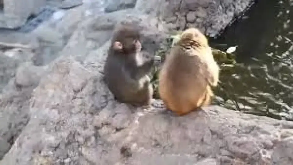 Fotos y videos muestran a Punch junto a Aiko, la macaca que ahora lo acompaña./ Captura de pantalla
