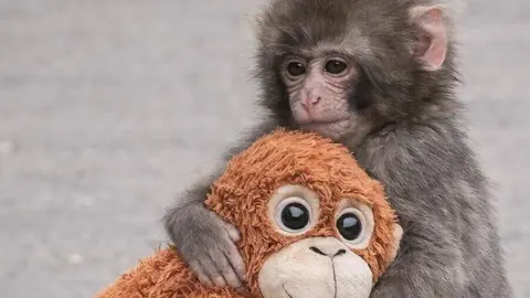 El mono Punch se volvió viral porque se refugió en peluche tras rechazo de su madre. / AP