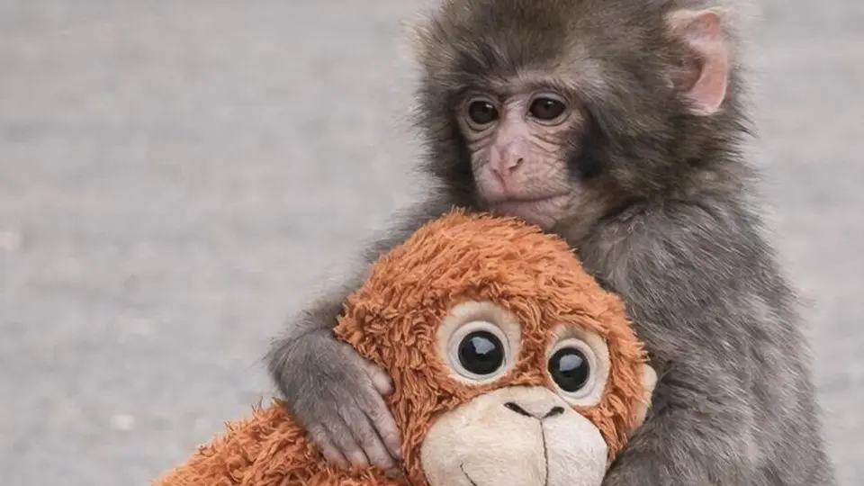 El mono Punch se volvió viral porque se refugió en peluche tras rechazo de su madre. / AP